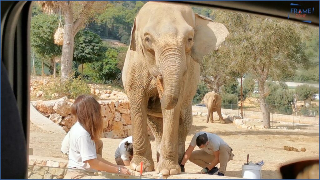Elefante allo zoo di Fasano