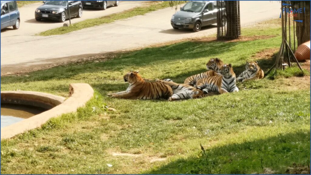 Tigri allo zoo di fasano