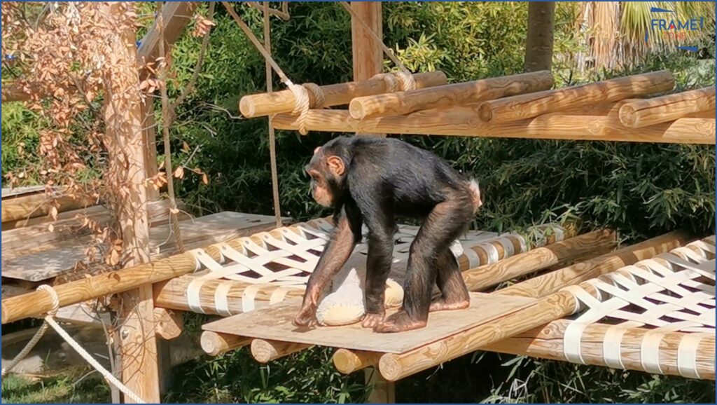 giovane scimpanzè 