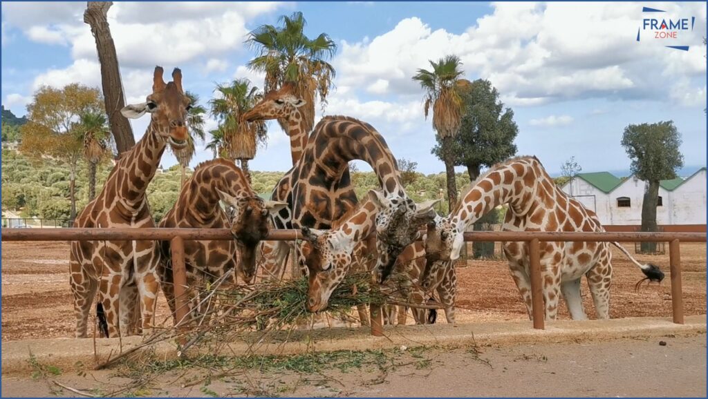 zoo di Fasano giraffe